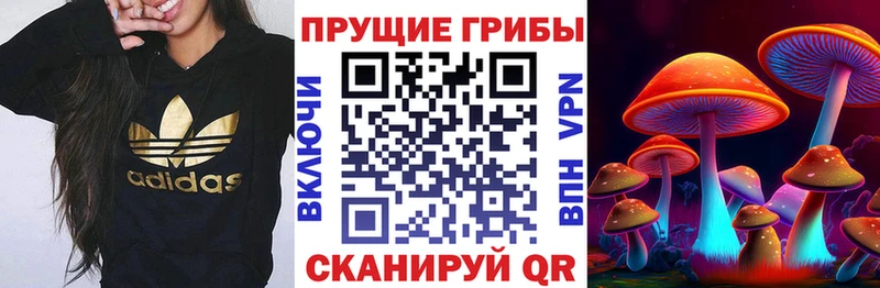 купить наркотики сайты  блэк спрут ССЫЛКА  Псилоцибиновые грибы Psilocybine cubensis  Калининград 