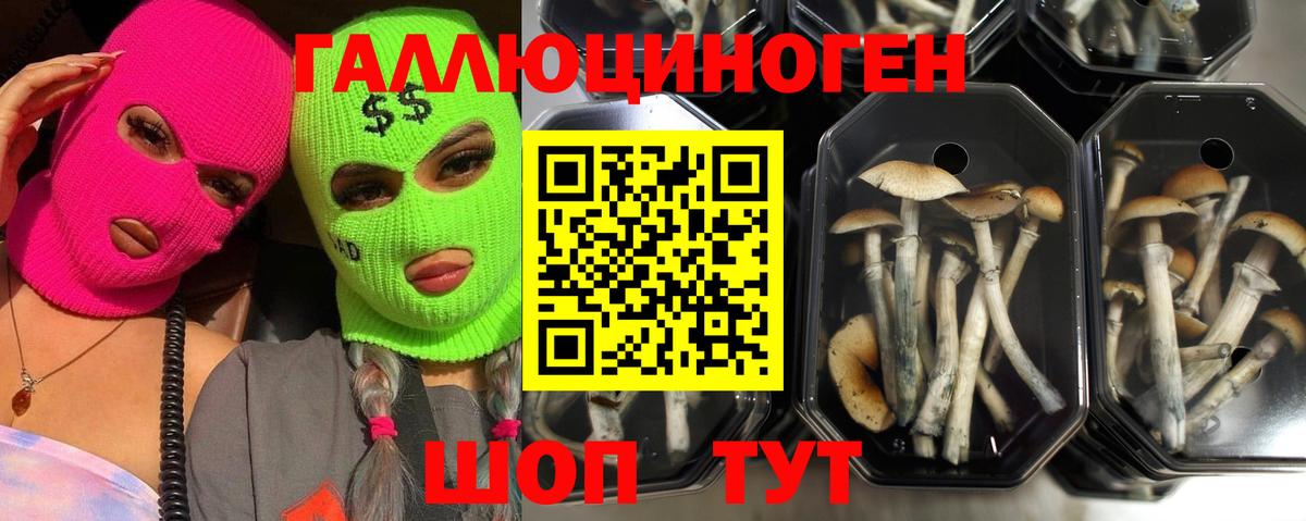 Псилоцибиновые грибы Magic Shrooms Калининград